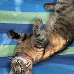 Little Farm Nani Gasthuis Visoko