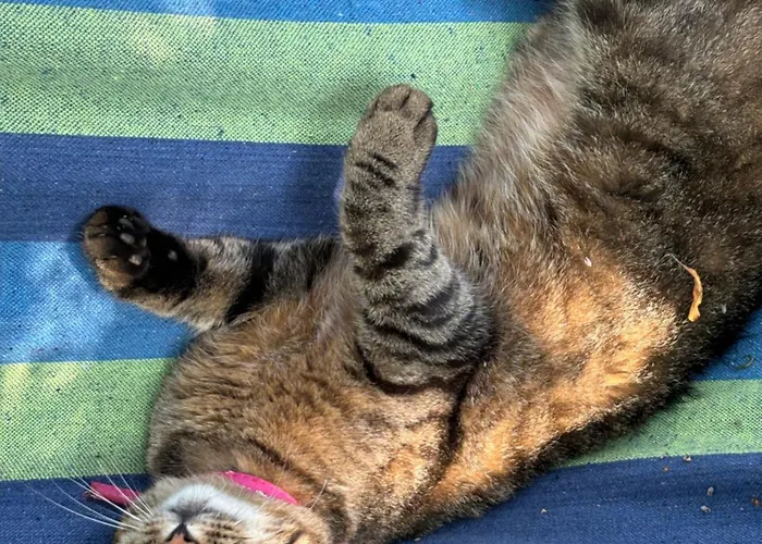 Little Farm Nani Gasthof Visoko